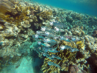 Naklejka na ściany i meble Stunning undersea coral reef view, Red Sea, Egypt, Sharm El Sheikh