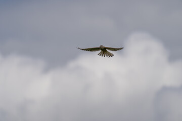 Ein Turmfalke liegt schwebend in der Luft vor bedeckten grauen Himmel