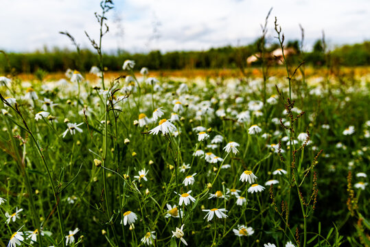 campi