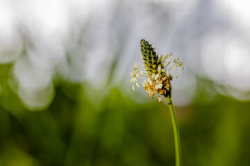 ヘラオオバコの花　雑草　自然背景