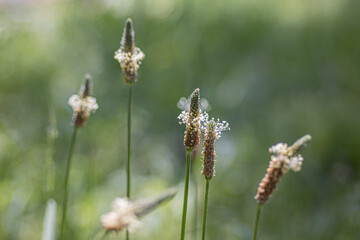 ヘラオオバコの群生　自然背景　雑草　壁紙