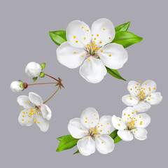 Spring flowers, blossom, white apple tree flowers