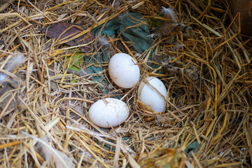 Fresh duck eggs in the farm, ask for my dad at the back of the house.