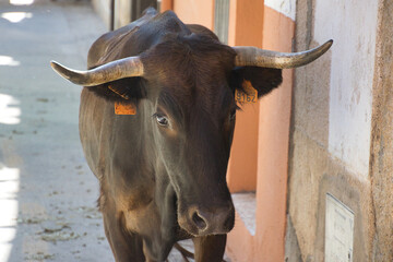 Primer plano de un toro en la calle de un pueblo