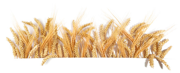 Getreide und Ähren wie Weizen und Gerste freigestellt - Gertreideähren Hintergrund weiß