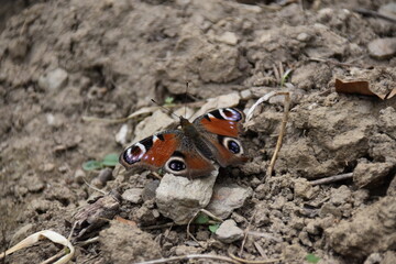 Schmetterling