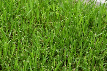 Fototapeta premium Wiese