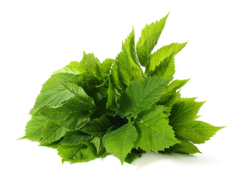 Giersch Bl&auml;tter - Freigestellt