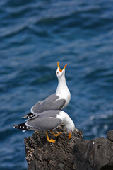 Two european herring gulls (larus argentatus) standing on the rock by the coast at Madeira, Portugal