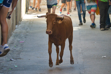 vaquilla corriendo en la calle de un pueblo 