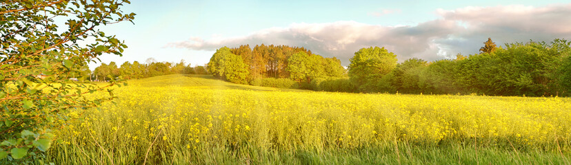 Rapsfeld mit Rapsblüten im Herbst - Panorama
