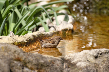 Close up of a sparrow bathing in water and preening in a stream.