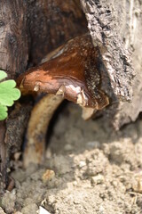 Pilz