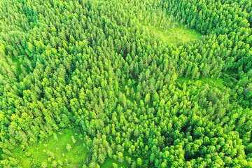 summer forest top view drone, background green trees panorama landscape