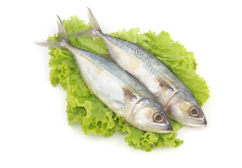 Mackerel fish on salad leaves isolated on white background.	