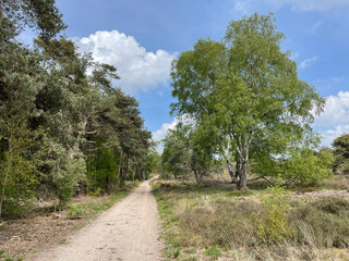 Fototapeta na wymiar Path at the sallandse heuvelrug national park