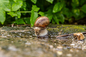 a grapevine garden snail in the rain