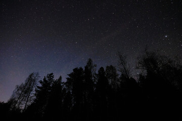 Black silhouettes of coniferous trees, starry sky, shooting stars.