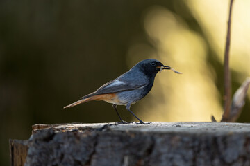 Obraz premium Ein Hausrotschwanz mit einen Wurm im Schnabel mit Blickrichtung Rechts