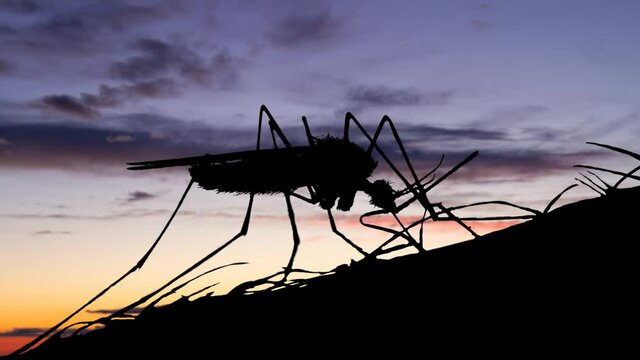 Mosquito sucking blood at Twilight, Dangerous Vehicle of Infection Concept