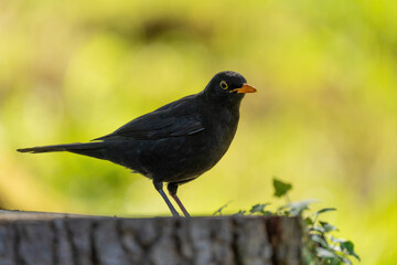 Eine Amsel steht auf einen Baumstamm und schaut zum Betrachter