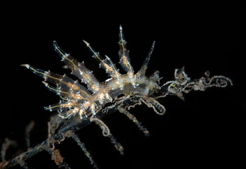 Eubranchus virginalis - nudibranch (sea slug) laying eggs on a hydroid. Underwater macro world of Tulamben, Bali, Indonesia.