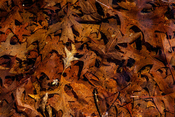 dried leaves and tadpoles in water