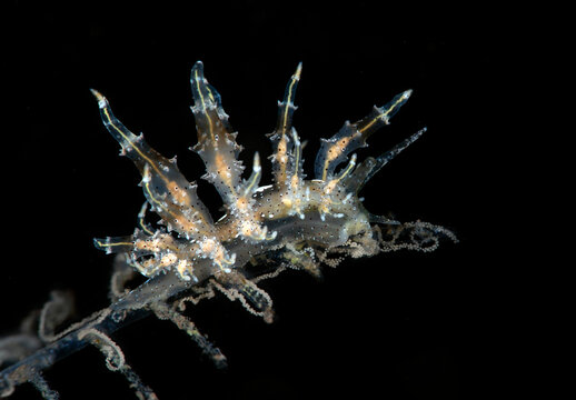 Eubranchus virginalis - nudibranch (sea slug) laying eggs on a hydroid. Underwater macro world of Tulamben, Bali, Indonesia.	