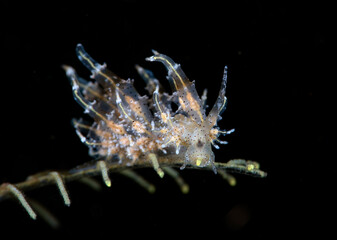 Eubranchus virginalis - nudibranch (sea slug) laying eggs on a hydroid. Underwater macro world of Tulamben, Bali, Indonesia.