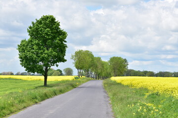 Fototapeta na wymiar Pola rzepaków, łąki, kwiaty, zieleń, żółte łany na polach Dolnego Śląska, 