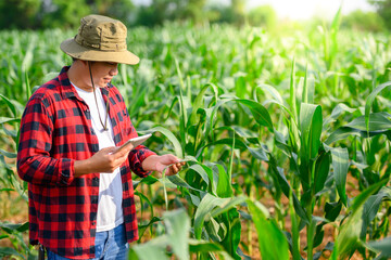 Young farmer or owner of a corn plantation Worked in a corn field using a tablet, examining the...