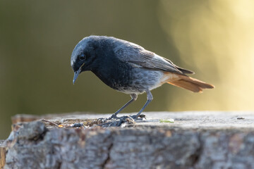 Ein Hausrotschwanz steht auf einen Holzstamm