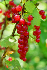 Red currant on a branch with green leaves. Close-up of the berry.