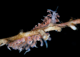 Phyllodesmium poindimiei - nudibranch (sea slug) feeding on a broken coral. Underwater macro world of Tulamben, Bali, Indonesia. 