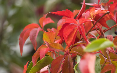 Vibrant, colorful red leaves on a branch on a rainy fall day in Germany.