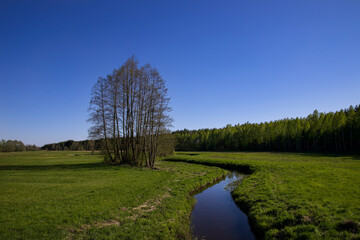 Spring landscape with a group of trees growing along the narrow riverbed.