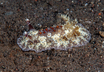 Carminodoris estrelyado - nudibranch (sea slug) on the seabed. Underwater macro world of Tulamben, Bali, Indonesia.
