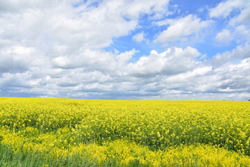 Fototapeta premium Pola rzepaków, łąki, kwiaty, zieleń, żółte łany na polach Dolnego Śląska, 