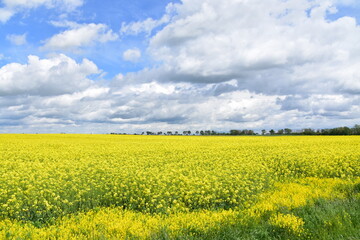 Pola rzepaków, łąki, kwiaty, zieleń, żółte łany na polach Dolnego Śląska, 