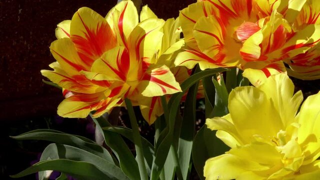 Garden scene with beautiful yellow flowers. Close up, pan right
