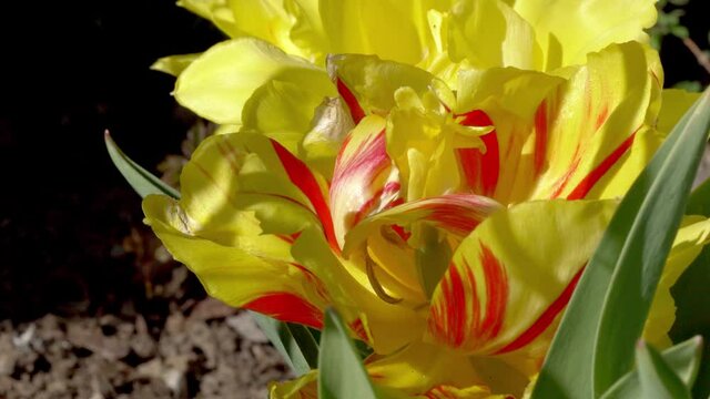 Pedestal up shot of yellow flowers in garden. Close up