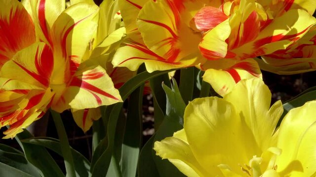 Close up of beautiful yellow garden flowers on sunny day. Pedestal up