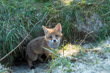Ein Jungfuchs schaut aus seinem Bau