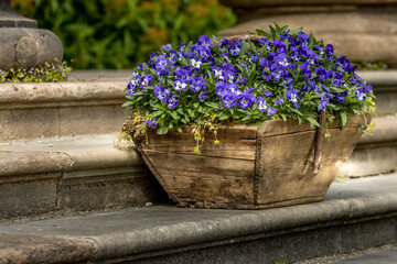 flowers in a wooden box Hillsborough castle Northern Ireland UK