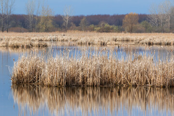 Cattail marsh and water at springtime