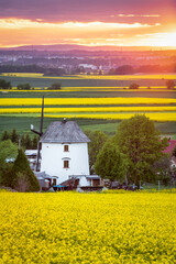 Spring rural landscape with blooming rapeseed fields and old mill at sunset in Lower Silesia, Poland
