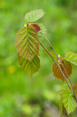 Young fresh leaves of Corylus avellana