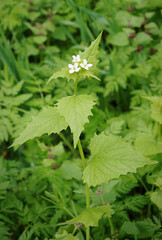 Flowers and leaves of Alliaria petiolata