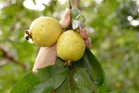 Psidium guajava, the common guava, yellow guava, or lemon guava, is an evergreen shrub or small tree native to Central America and South America, here village of Balbina, Amazonas, Brazil.
