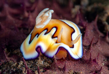 Goniobranchus coi - nudibranch (sea slug) feeding on a sponge. Underwater macro world of Tulamben, Bali, Indonesia.	